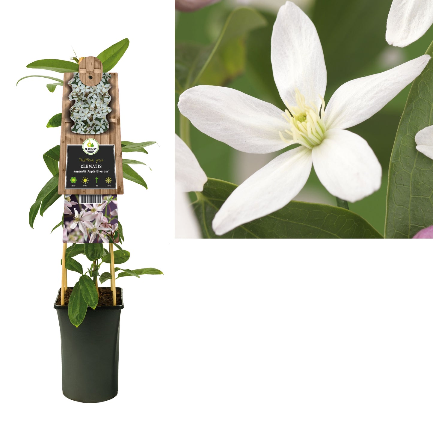 Clematis arm. Apple Blossom 75cm 17cm Pot