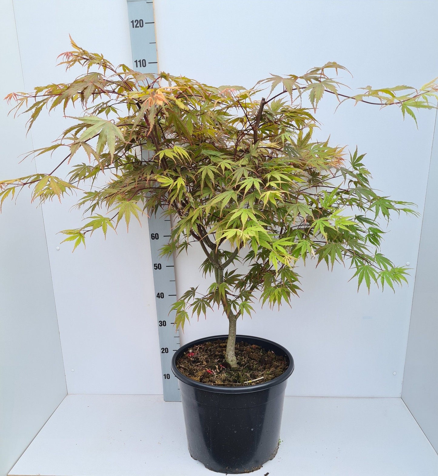 Acer Chitoseyama 120cm 36cm Pot