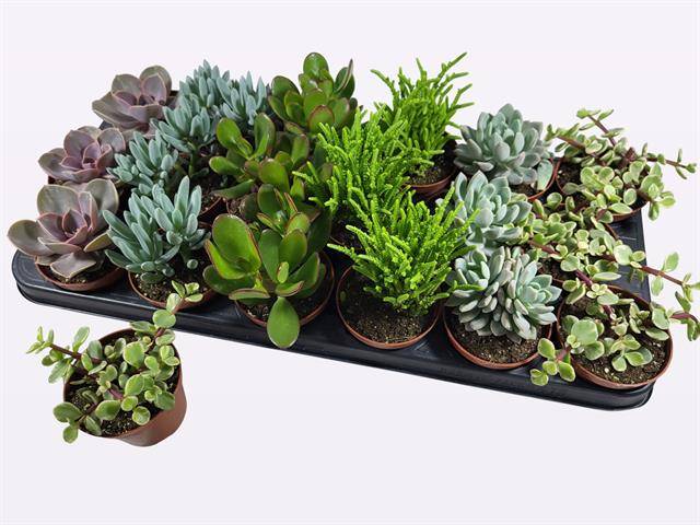 Veen, A.N.M. van Succulent mix Pack of 18