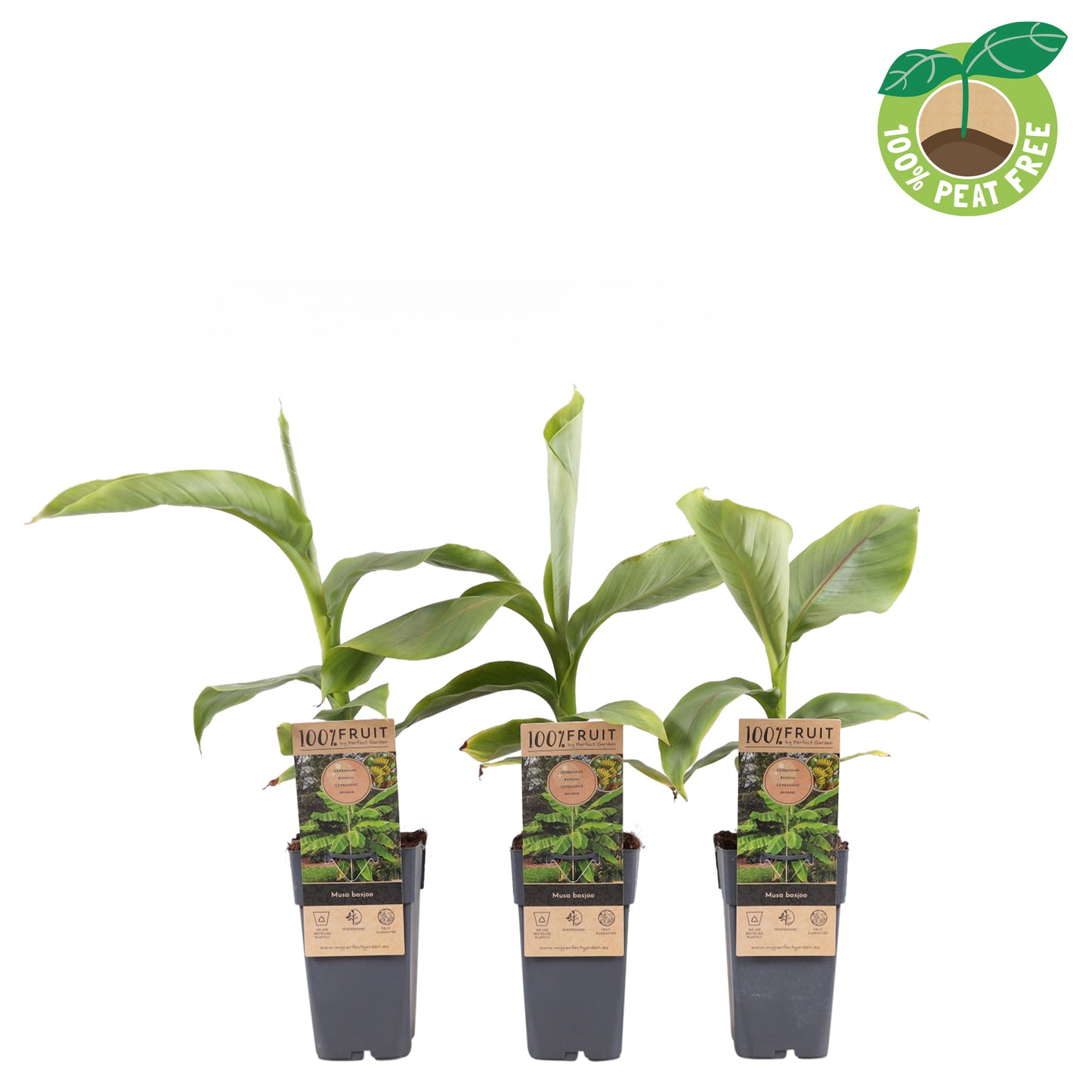 Musa basjoo 65cm 15cm Pot