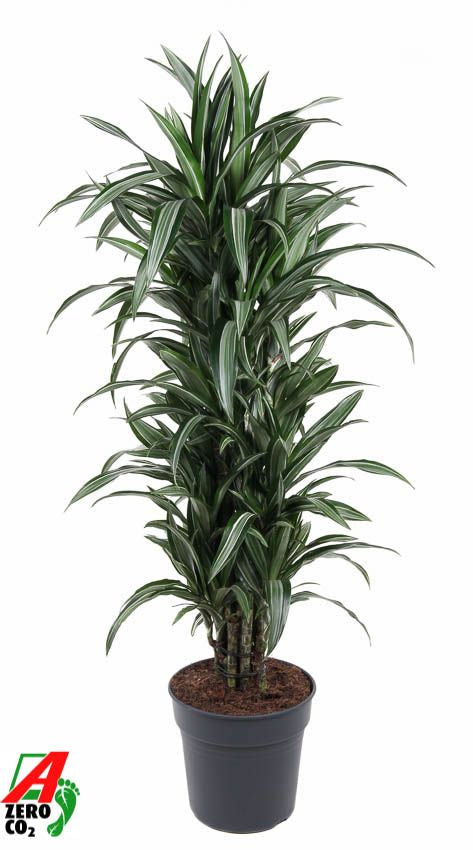 Dracaena frag. Ulises branched 150cm 31cm Pot