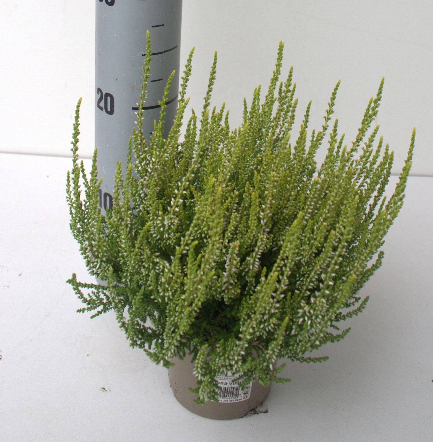 Calluna vulg. Dart's Parrot 25cm 12cm Pot
