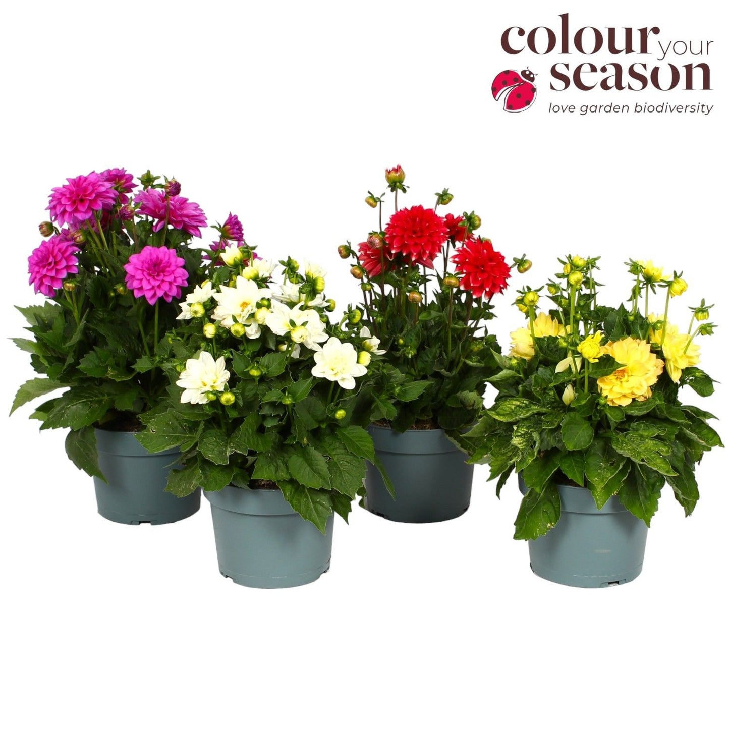 Dahlia Dalina Maxi mix 40cm 19cm Pot