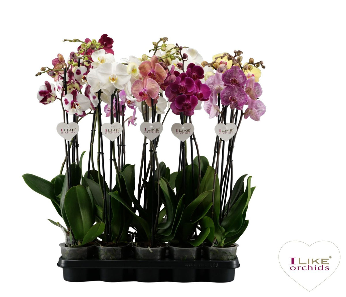 Phalaenopsis mix 65cm 12cm Pot