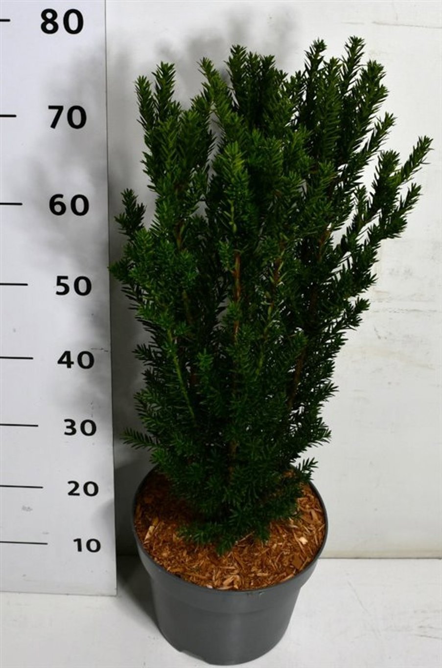 Taxus med. Hillii 80cm 26cm Pot
