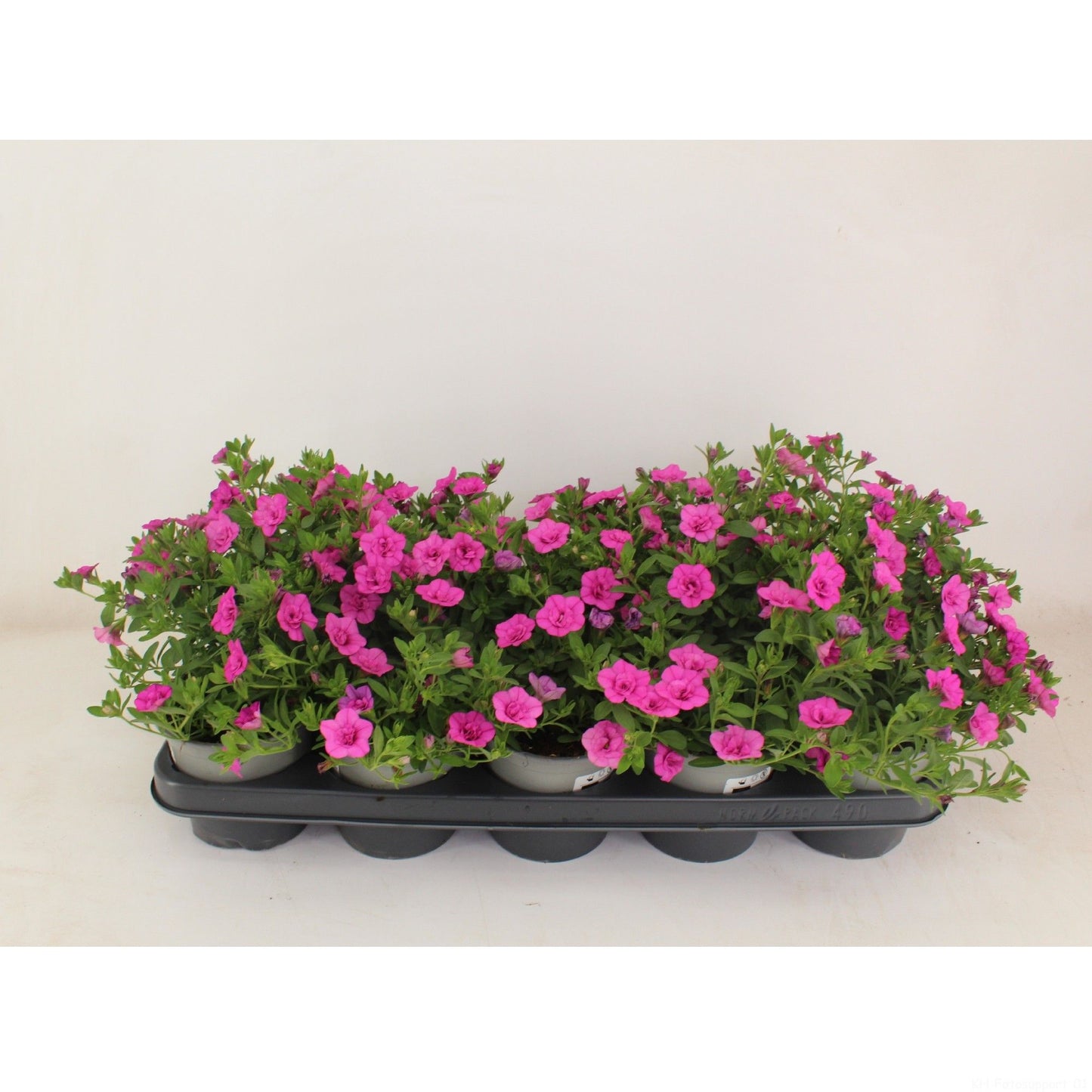 Calibrachoa Minifamous Double Pink 22cm 12cm Pot
