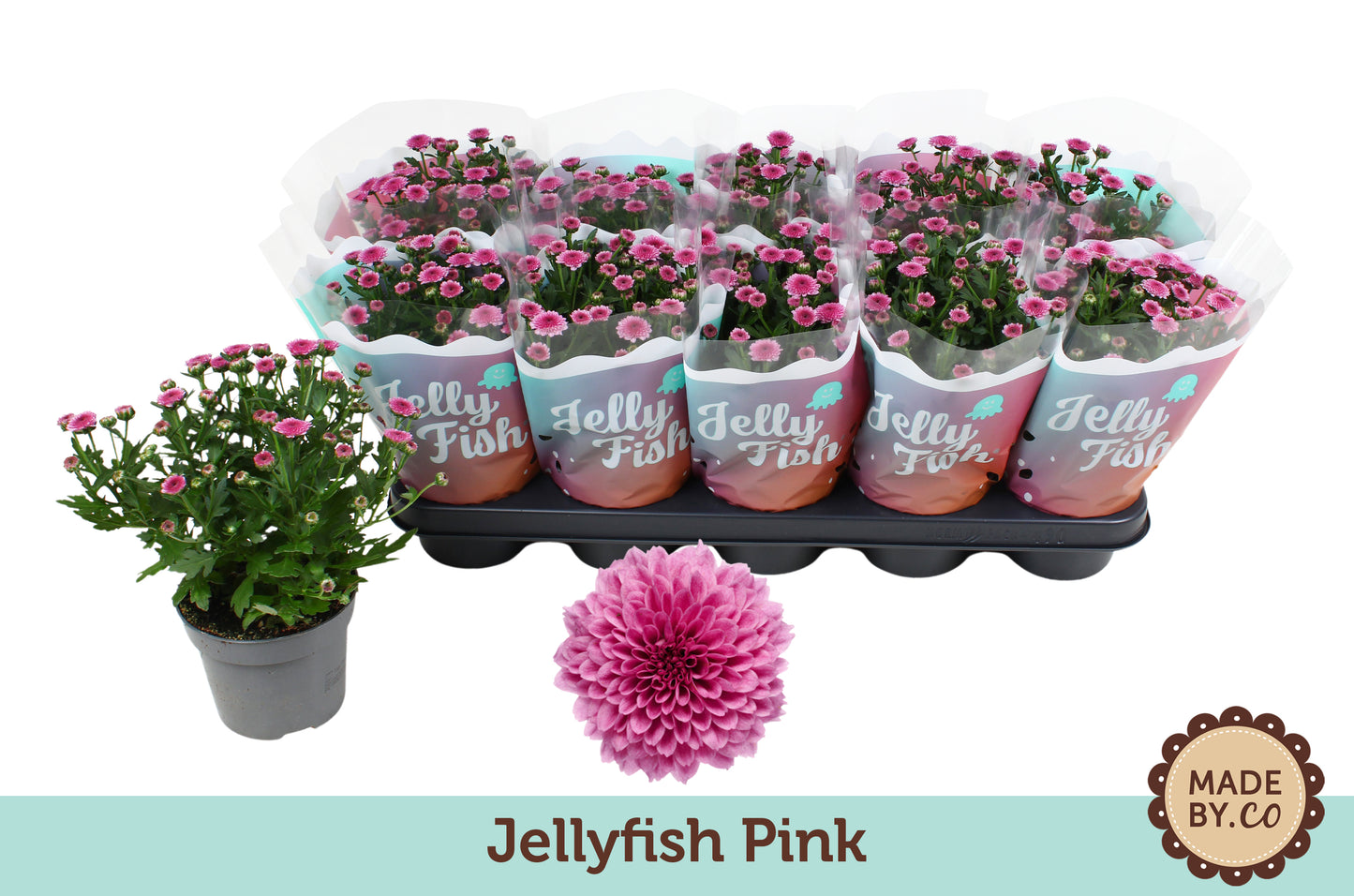 Chrysanthemum Jellyfish Pink 25cm 12cm Pot