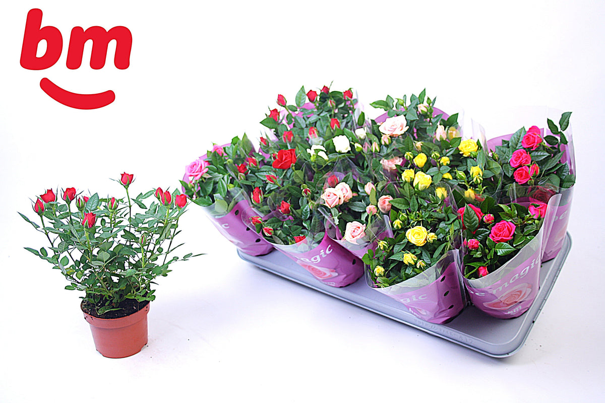 Rosa Beau Monde mix 25cm 10.5cm Pot