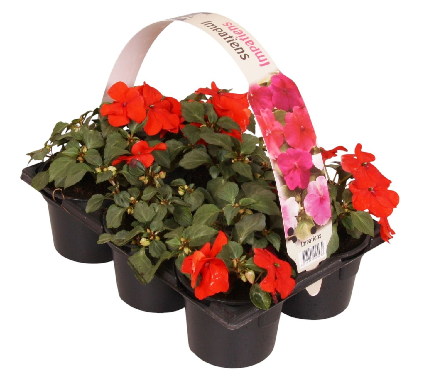 Impatiens wal. red 15cm 9cm Pot