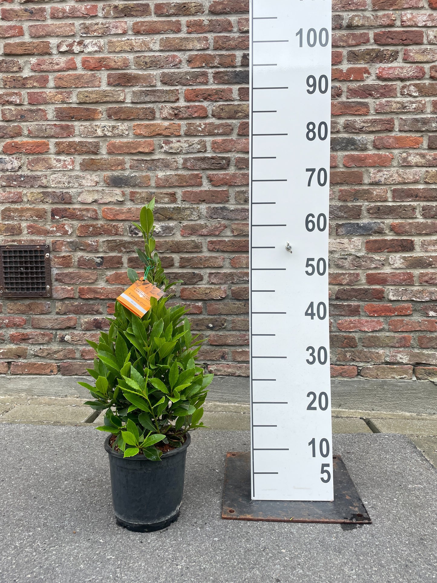 Laurus nobilis pyramid 60cm 16cm Pot