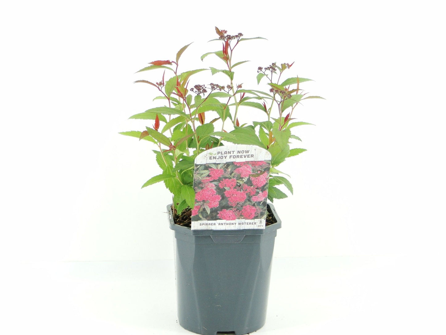 Spiraea jap. Anthony Waterer 30cm 17cm Pot