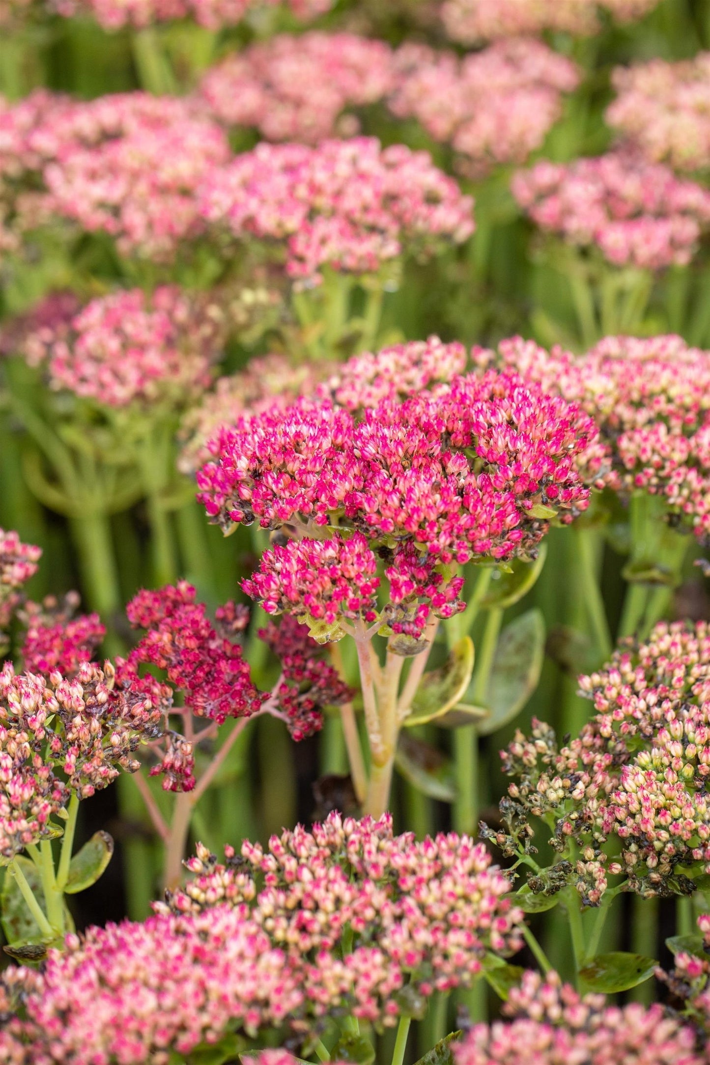 Sedum Herbstfreude 30cm 19cm Pot
