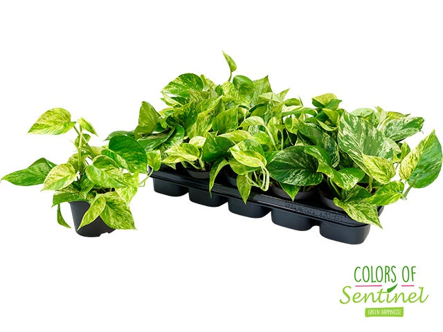 Sentinel BV Epipremnum pin. Marble Queen Pack of 10