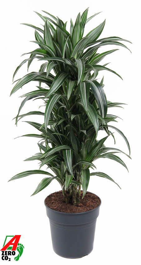 Dracaena frag. Ulises branched 110cm 27cm Pot