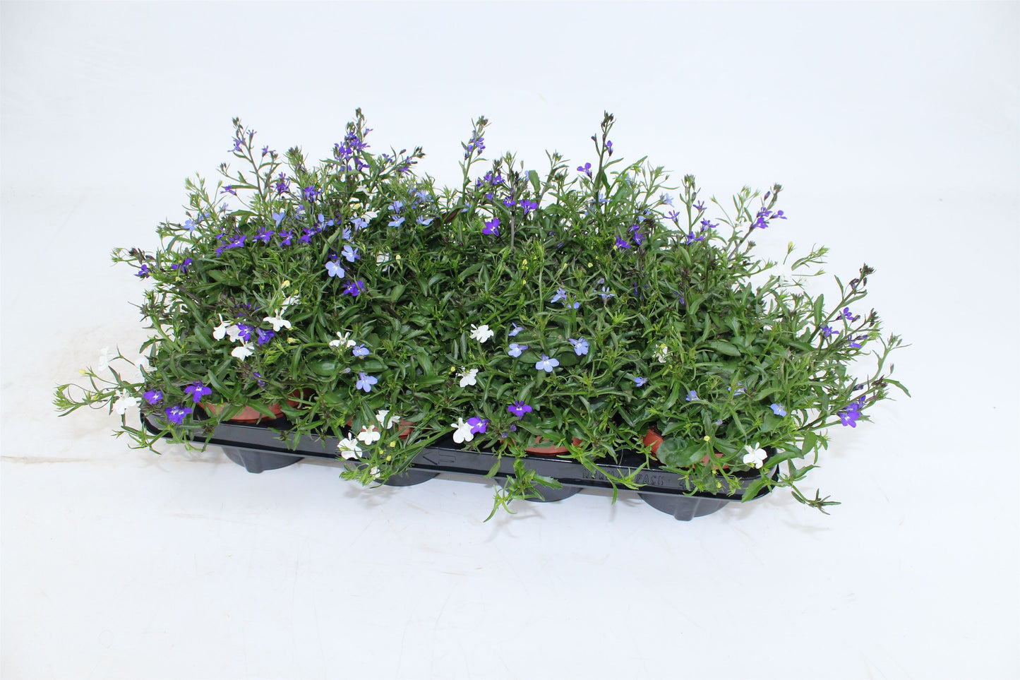 Lobelia Trixie Fashion 15cm 13cm Pot