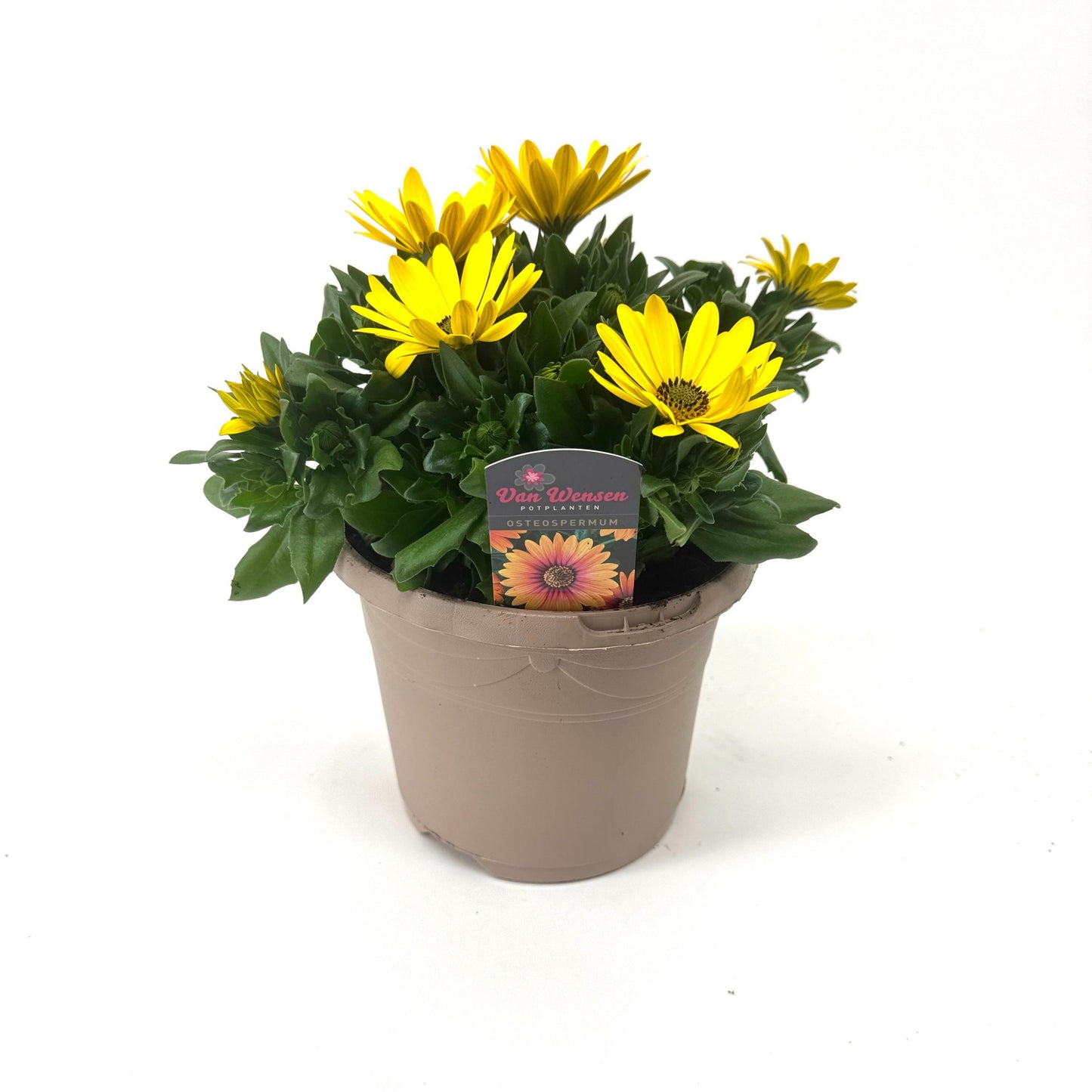Osteospermum Margarita Yellow 27cm 17cm Pot