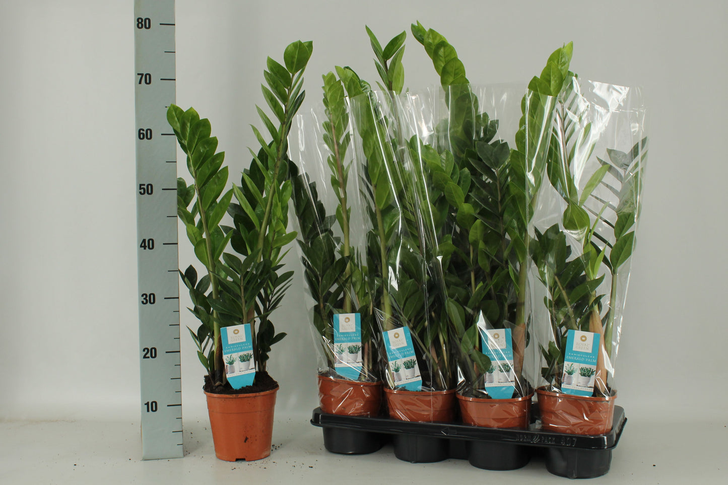 Zamioculcas zamiifolia 75cm 14cm Pot