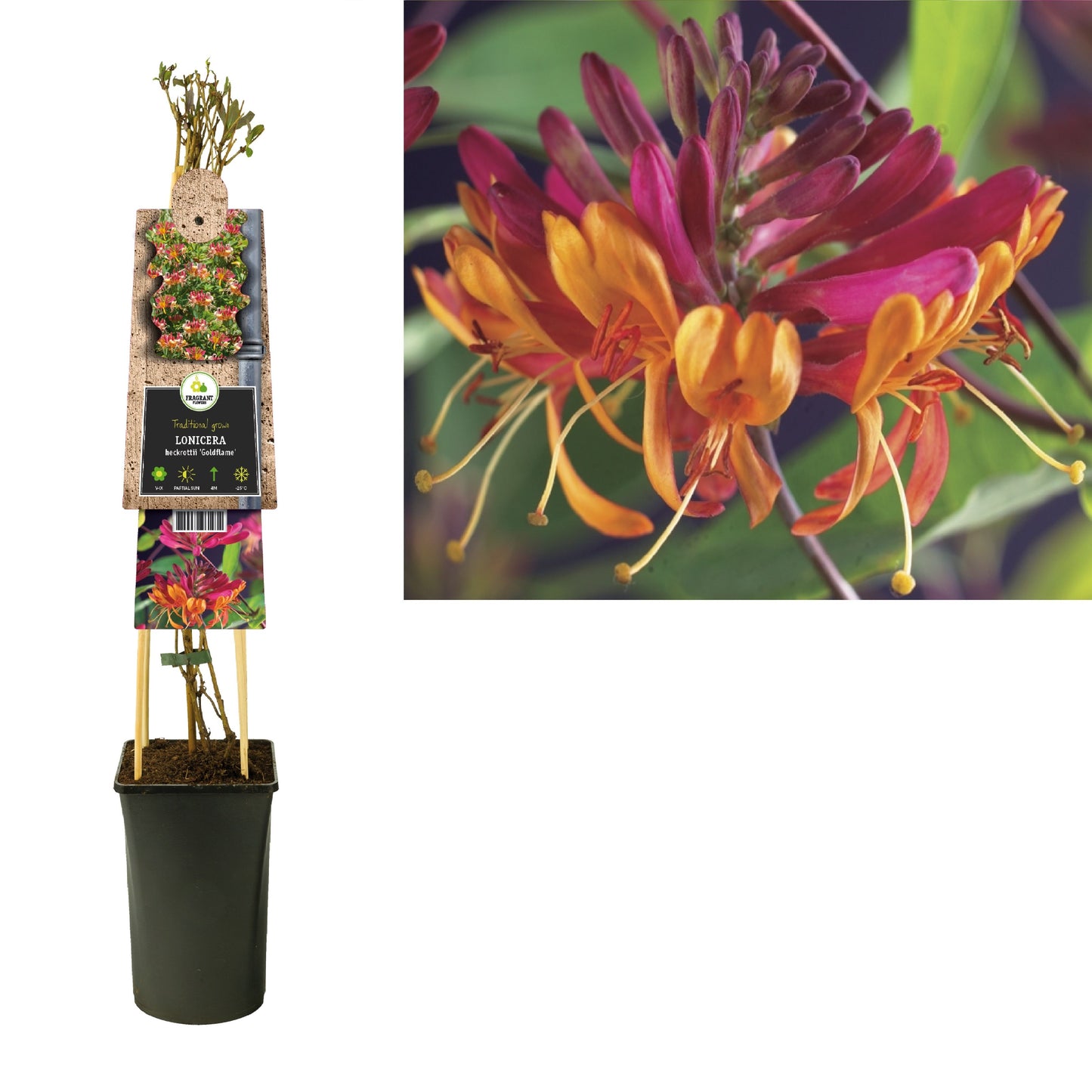 Lonicera Goldflame 75cm 17cm Pot