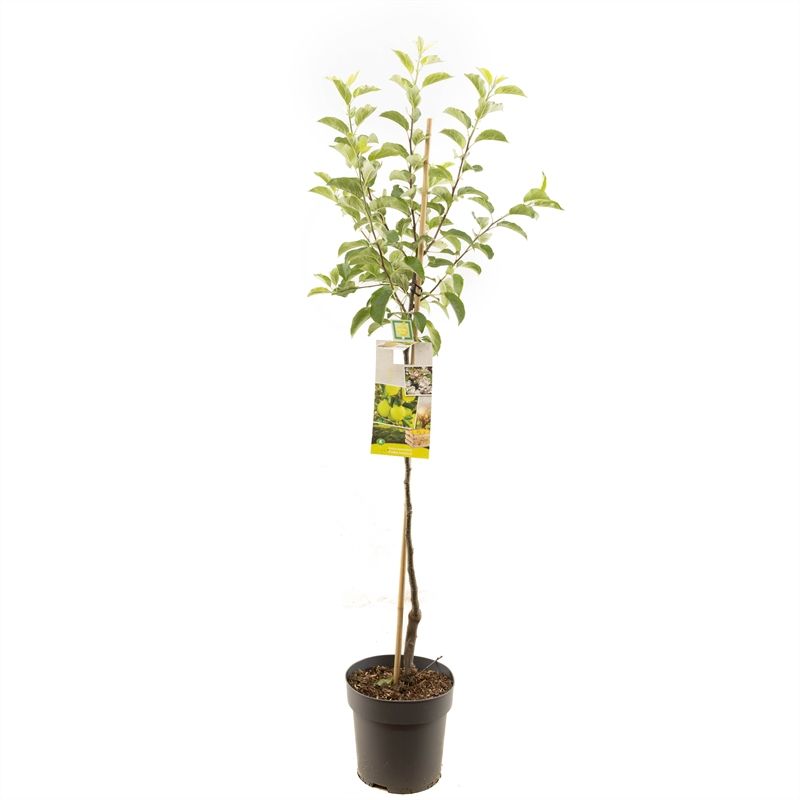 Malus Golden Delicious halfstam 200cm 27cm Pot