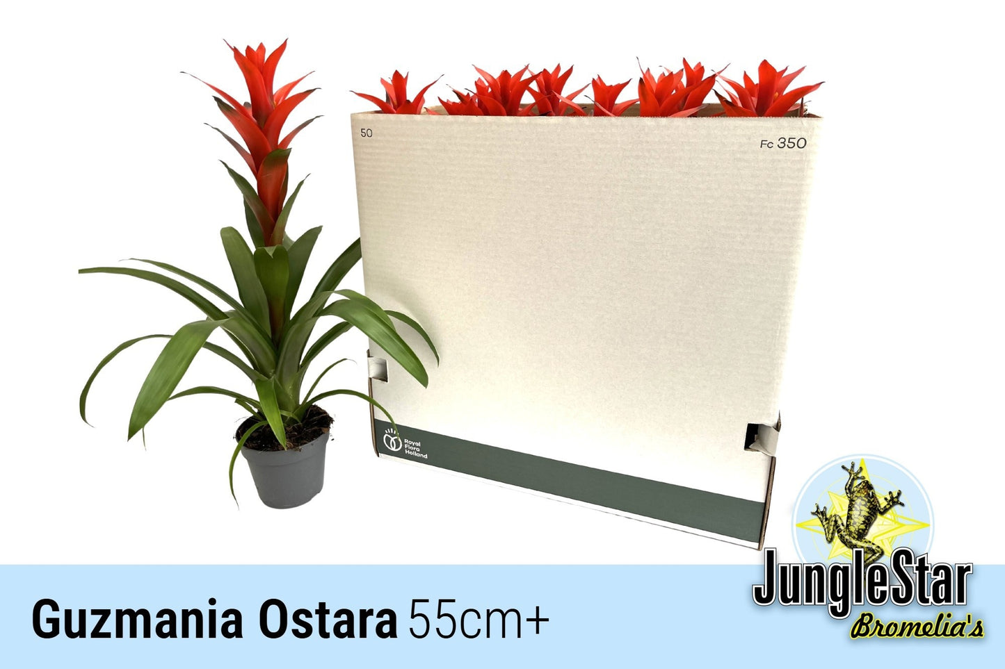 Guzmania Ostara 55cm 13cm Pot