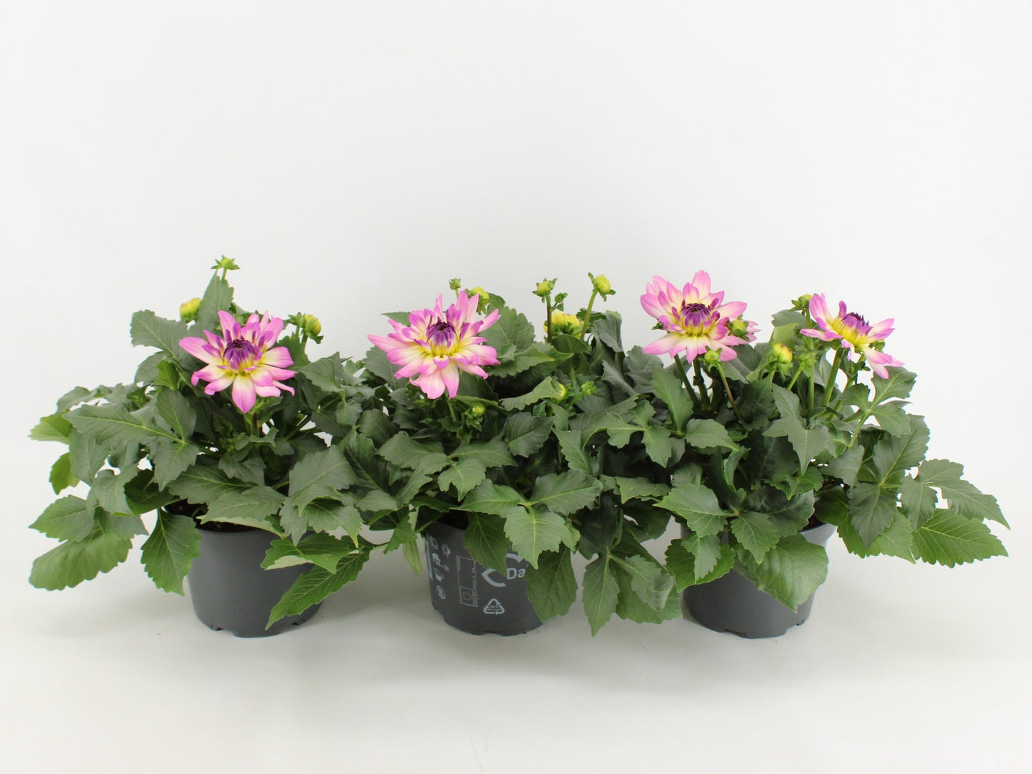 Dahlia Dalina Maxi Bonita 45cm 17cm Pot