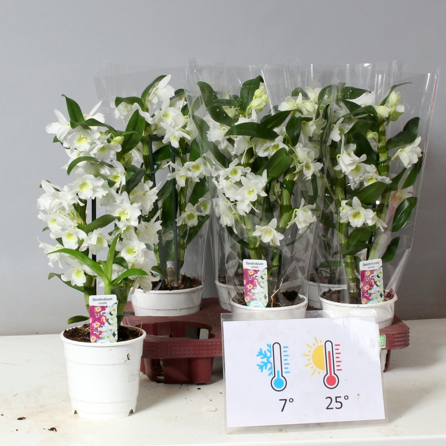 Dendrobium Apollon 40cm 12cm Pot