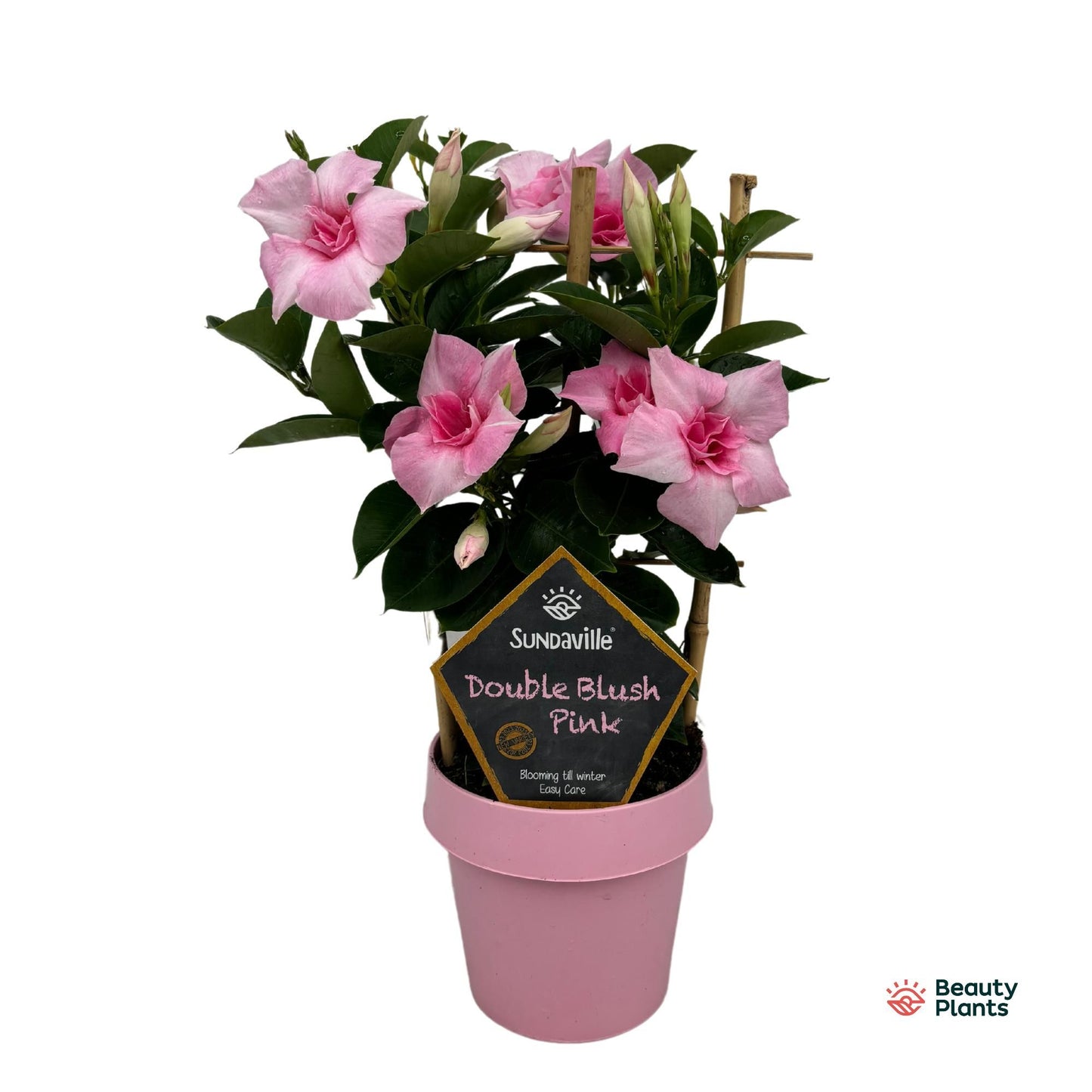 Mandevilla Double Blush Pink rek 40cm 14cm Pot