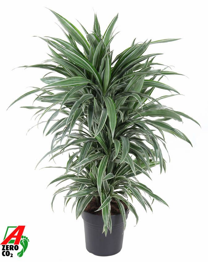 Dracaena fragrans Warneckei branched 100cm 24cm Pot