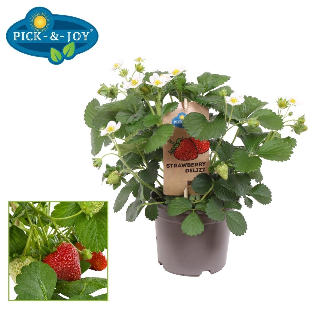 PICK&JOY Strawberry Delizz 35cm 14cm Pot