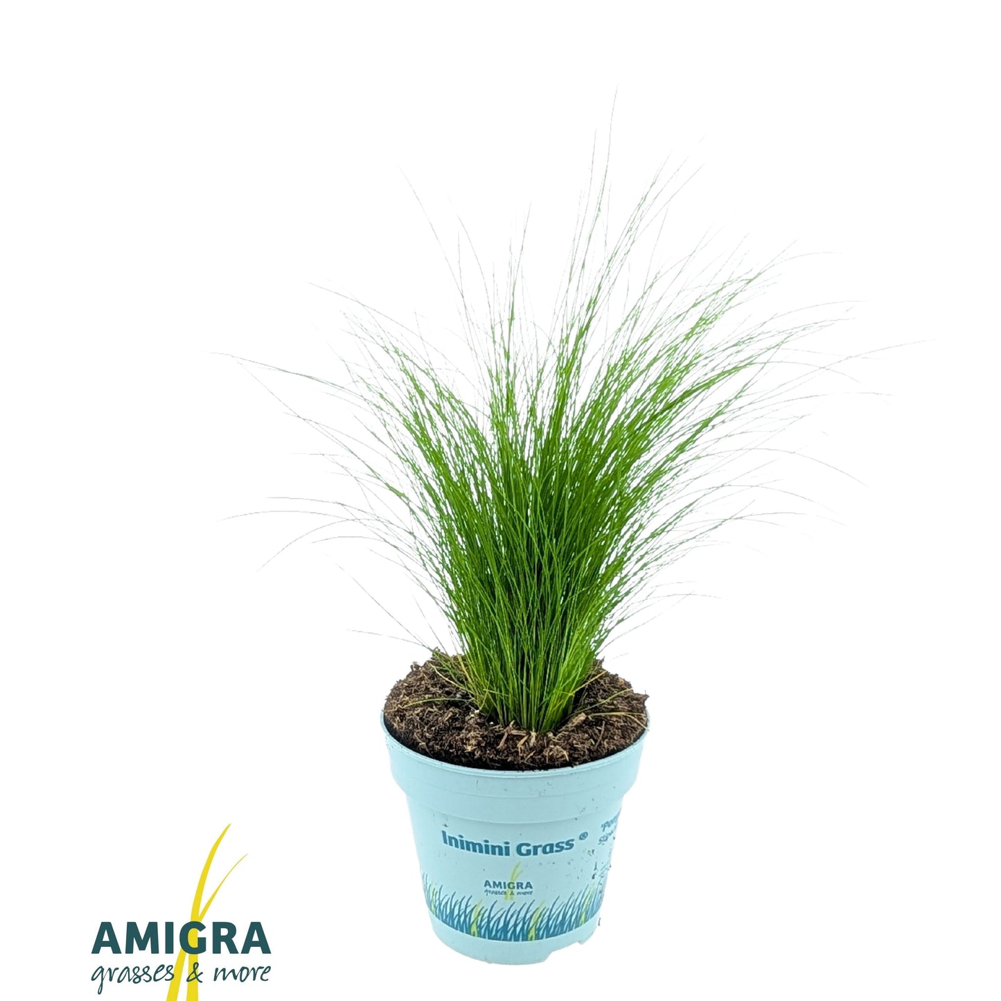 Stipa Ponytails 30cm 510cm Pot