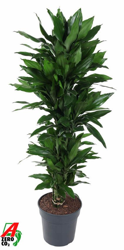 Dracaena frag. Janet Lind branched 160cm 31cm Pot