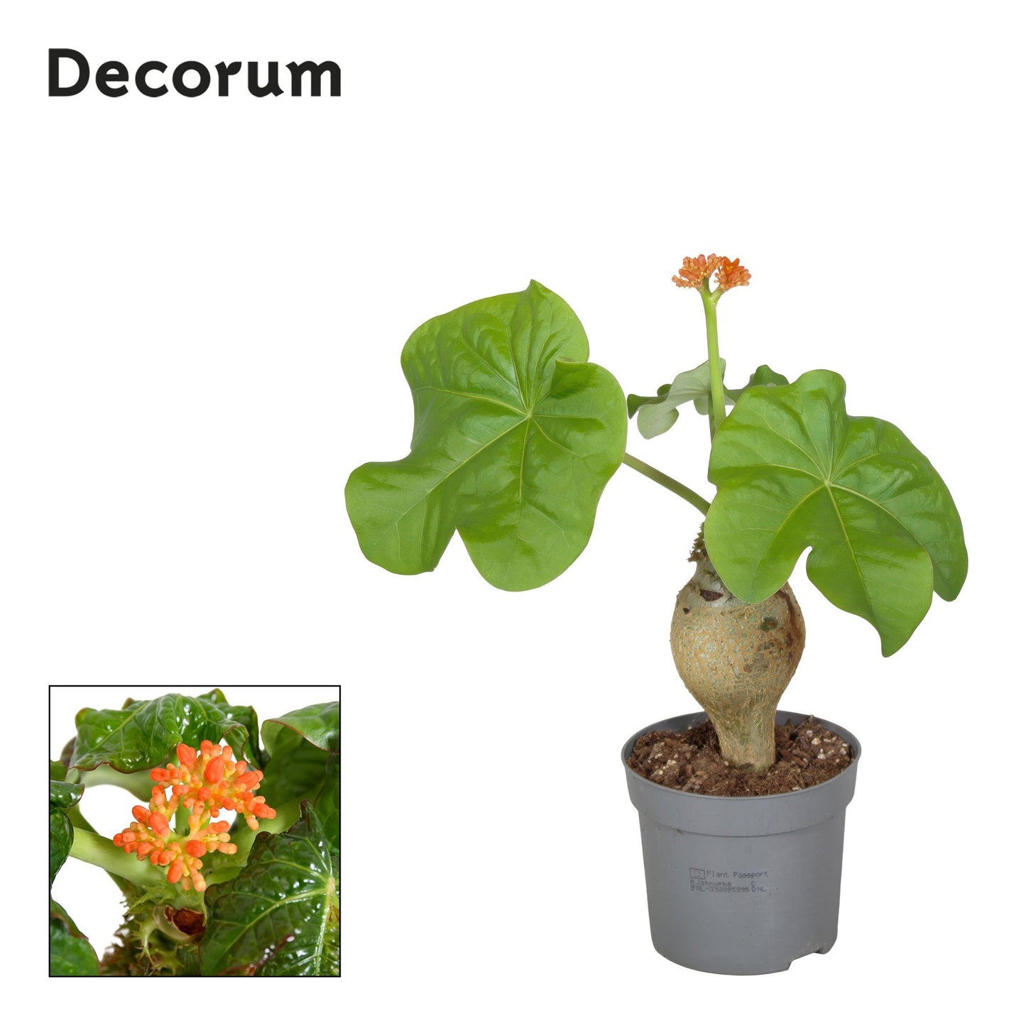 Jatropha podagrica 25cm 13cm Pot