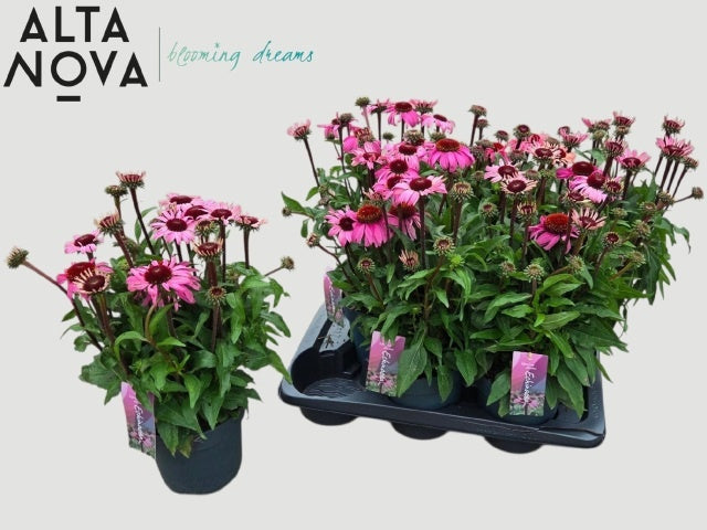 Echinacea Mooodz Courage 48cm 17cm Pot