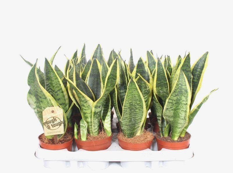 Sansevieria Futura Superba 30cm 9cm Pot