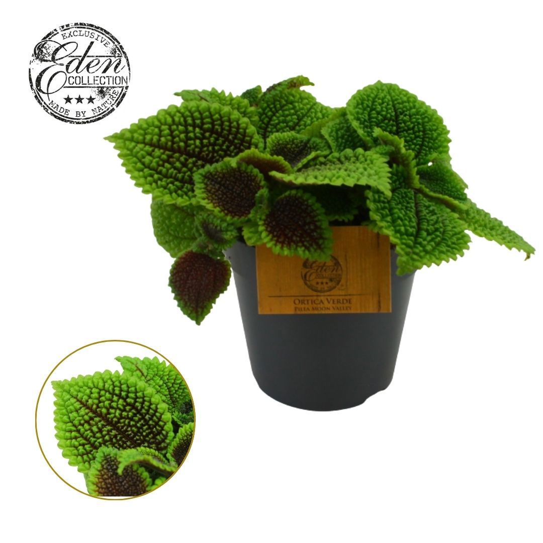 Pilea Moon Valley 20cm 12cm Pot