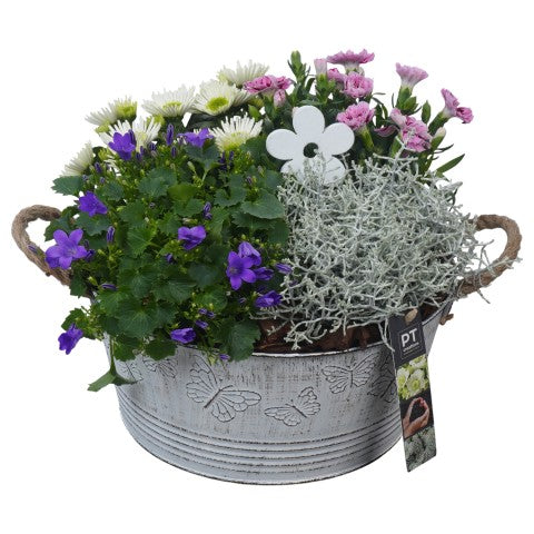 PTSO6010 Arrangementen Tuinplanten 27cm 27cm Pot