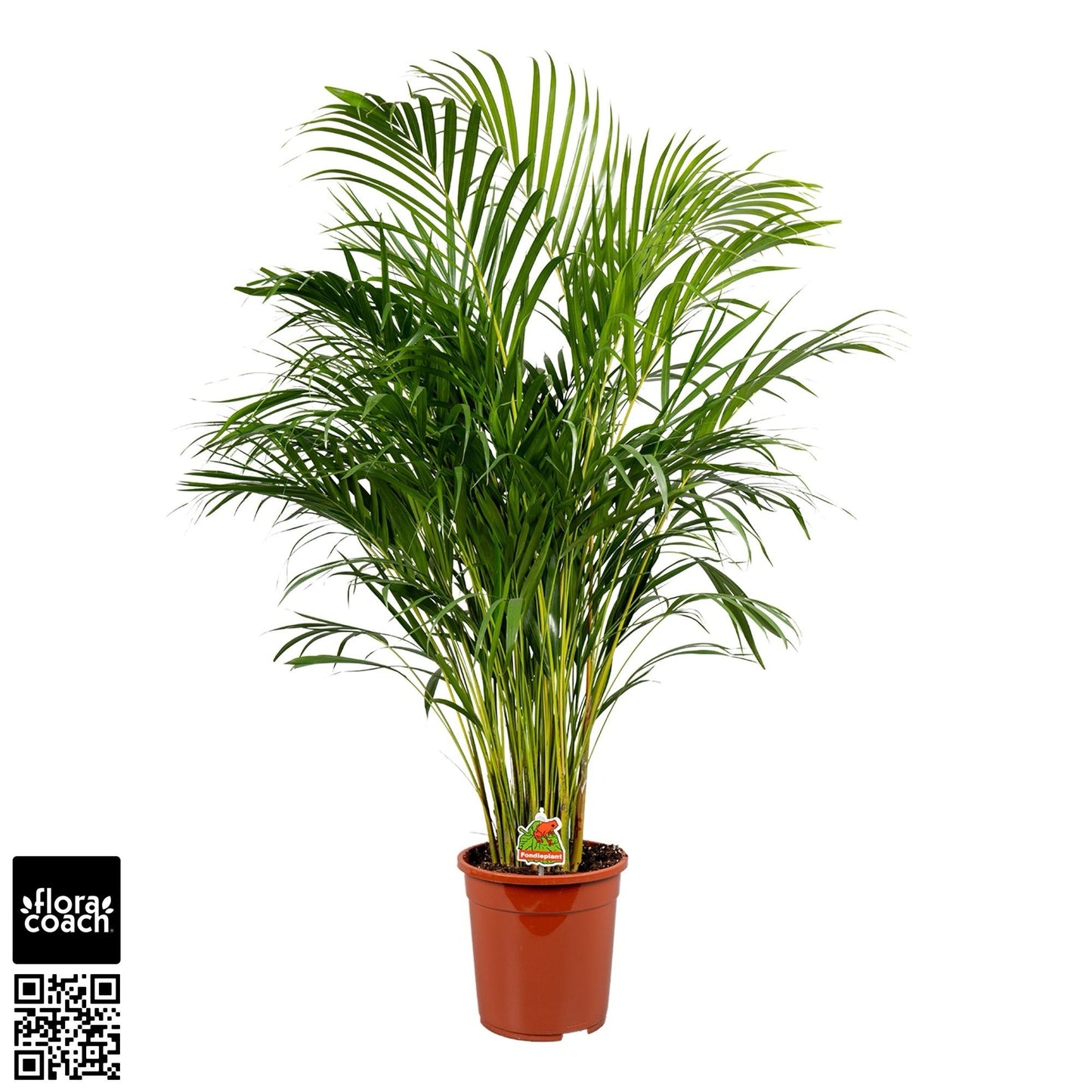 Dypsis lutescens 120cm 24cm Pot