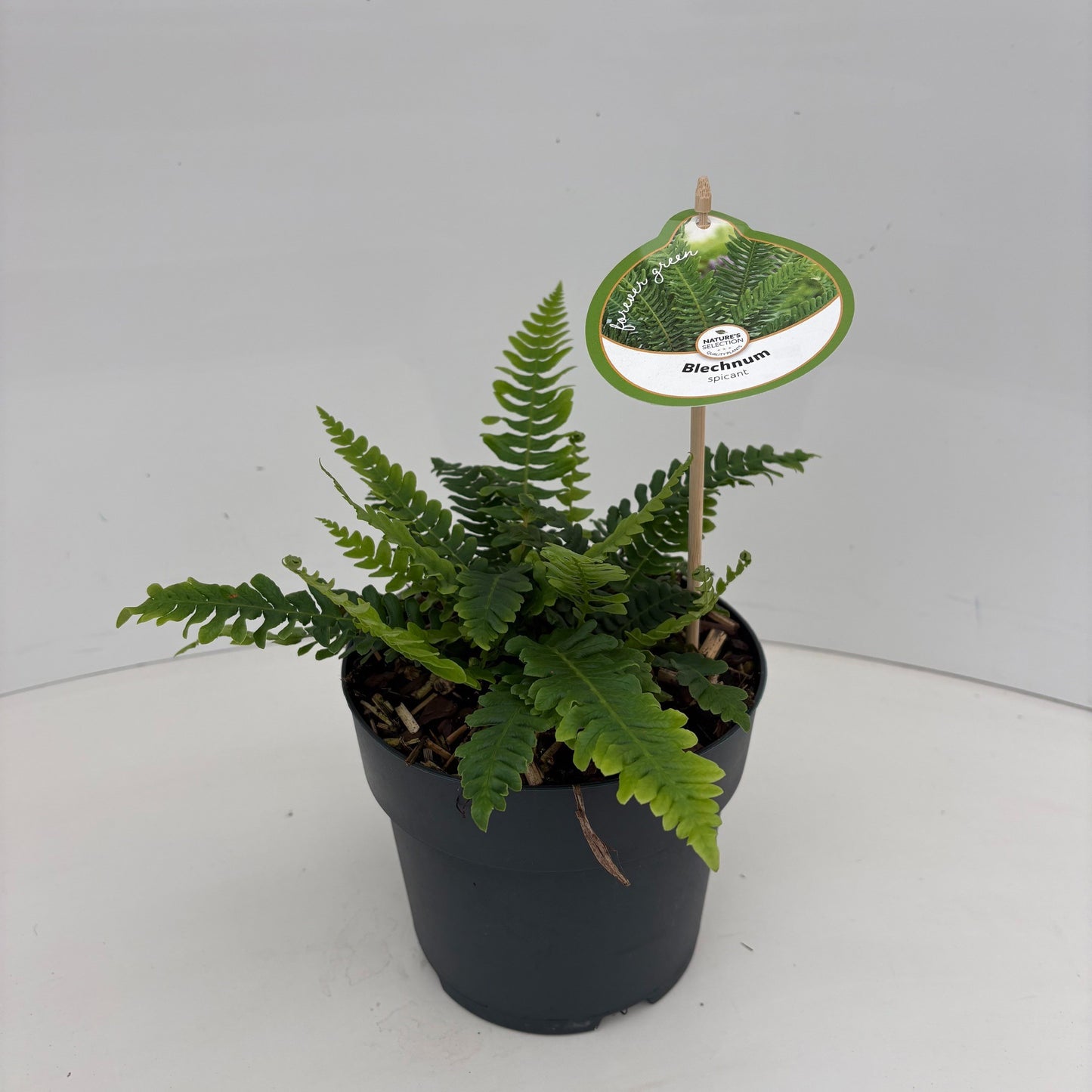 Blechnum spicant 40cm 17cm Pot