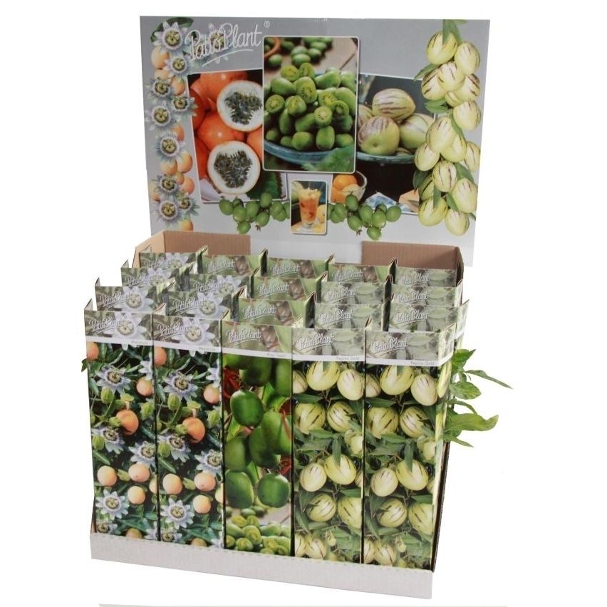 Fruit shrubs mix 25cm 9cm Pot
