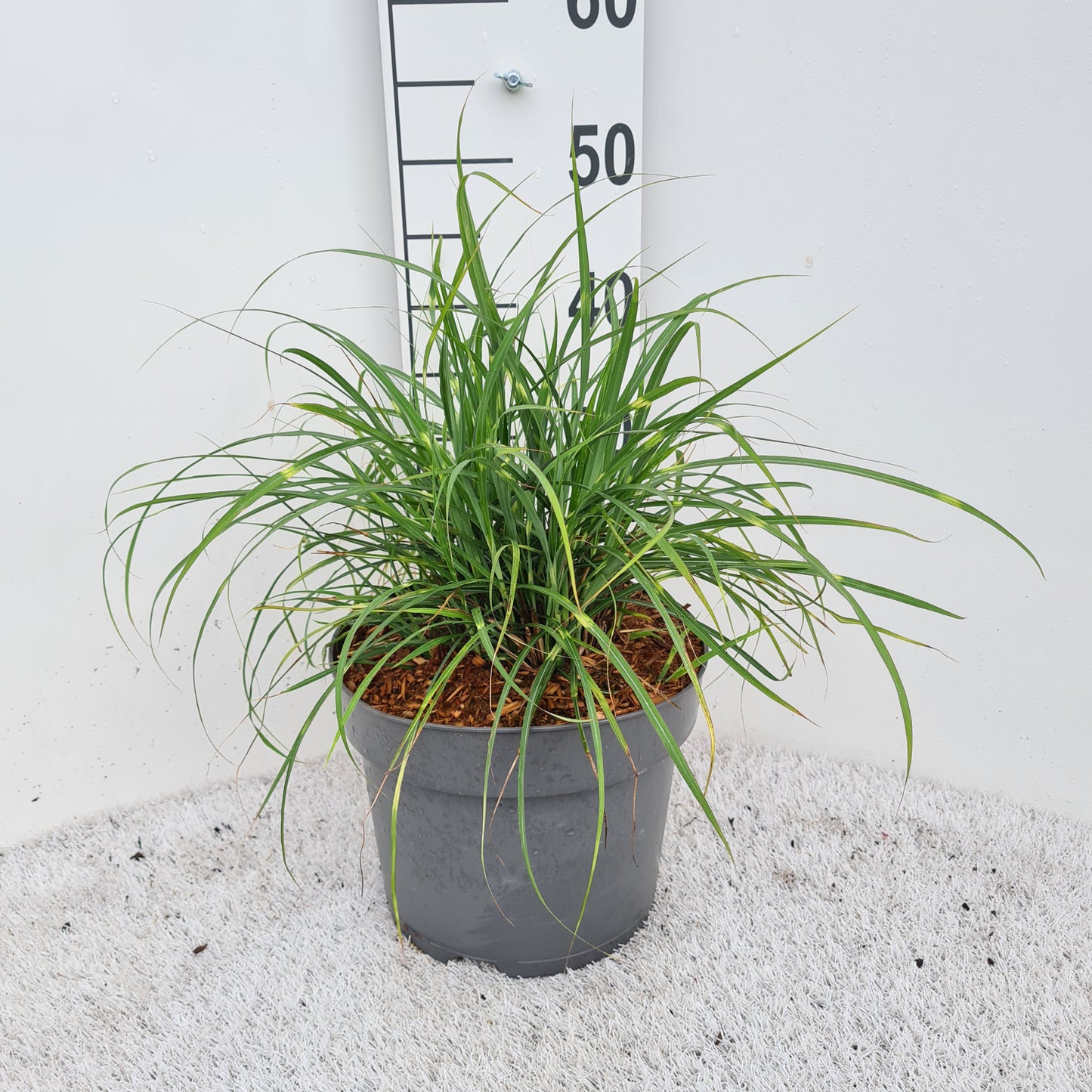 Miscanthus sin. Strictus 40cm 26cm Pot
