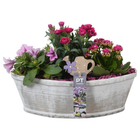 PTPP7009 Arrangementen Perkplanten 22cm 33cm Pot