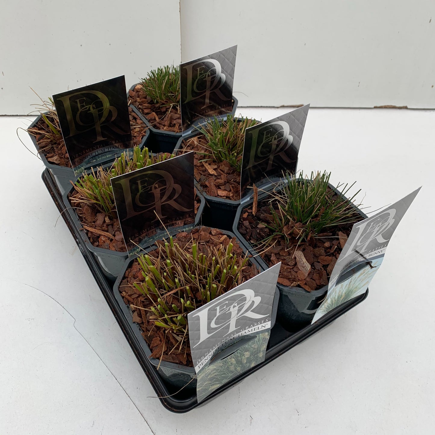 Pennisetum mix 40cm 17cm Pot