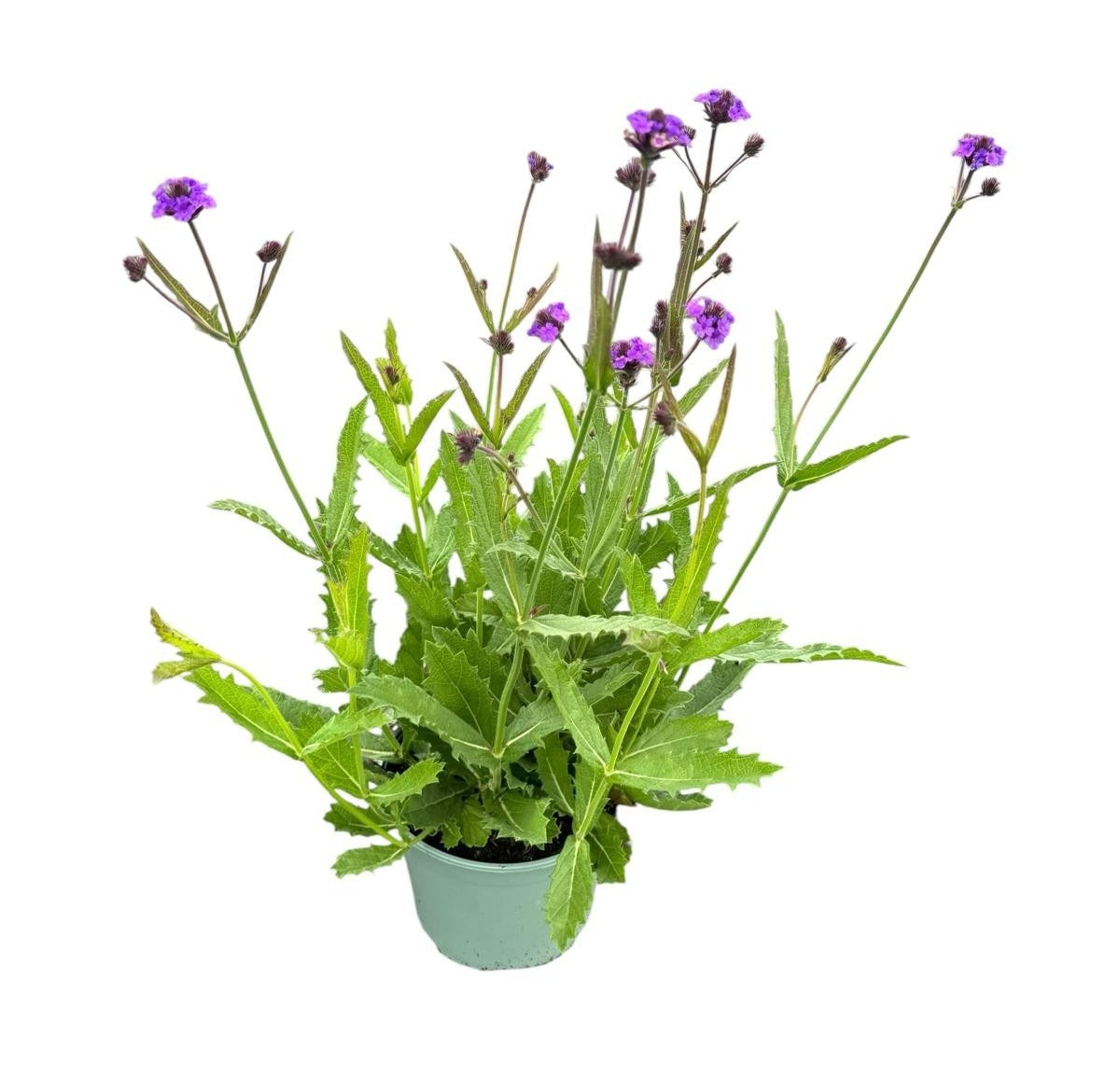 Verbena rig. Venosa 40cm 17cm Pot
