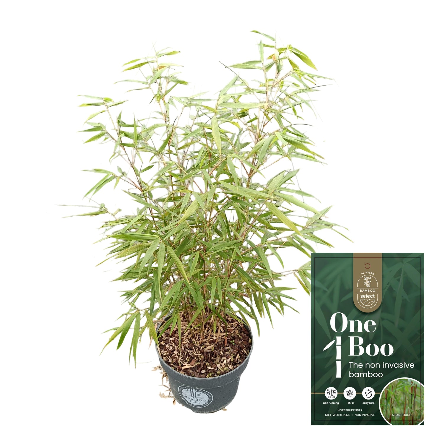 Fargesia Asian Wonder 80cm 23cm Pot