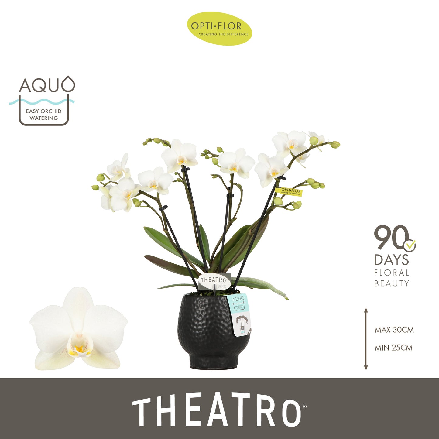 Phalaenopsis mf. Theatro Funk (+ drp.ceramic) 30cm 7cm Pot