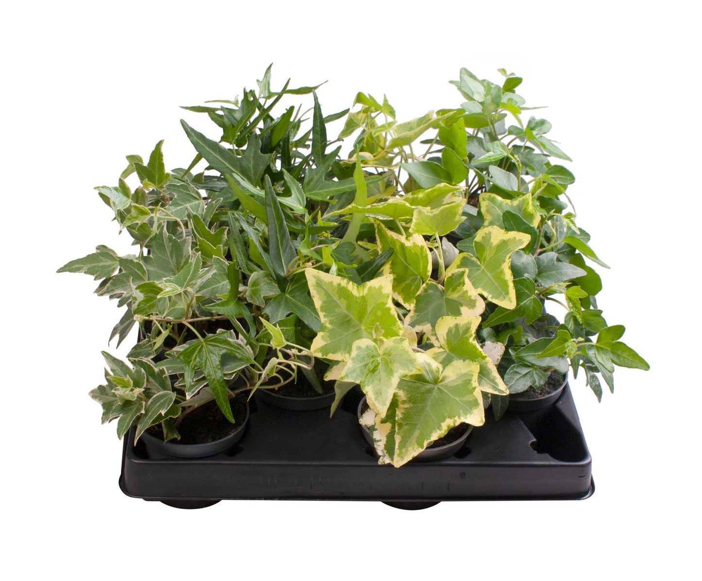Hedera helix mix 6cm Pot