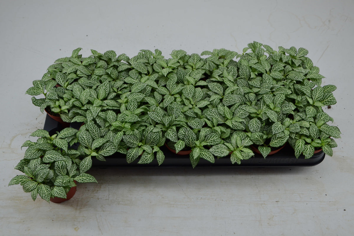 Fittonia Mosaic White Forest Flame 12cm 8.5cm Pot