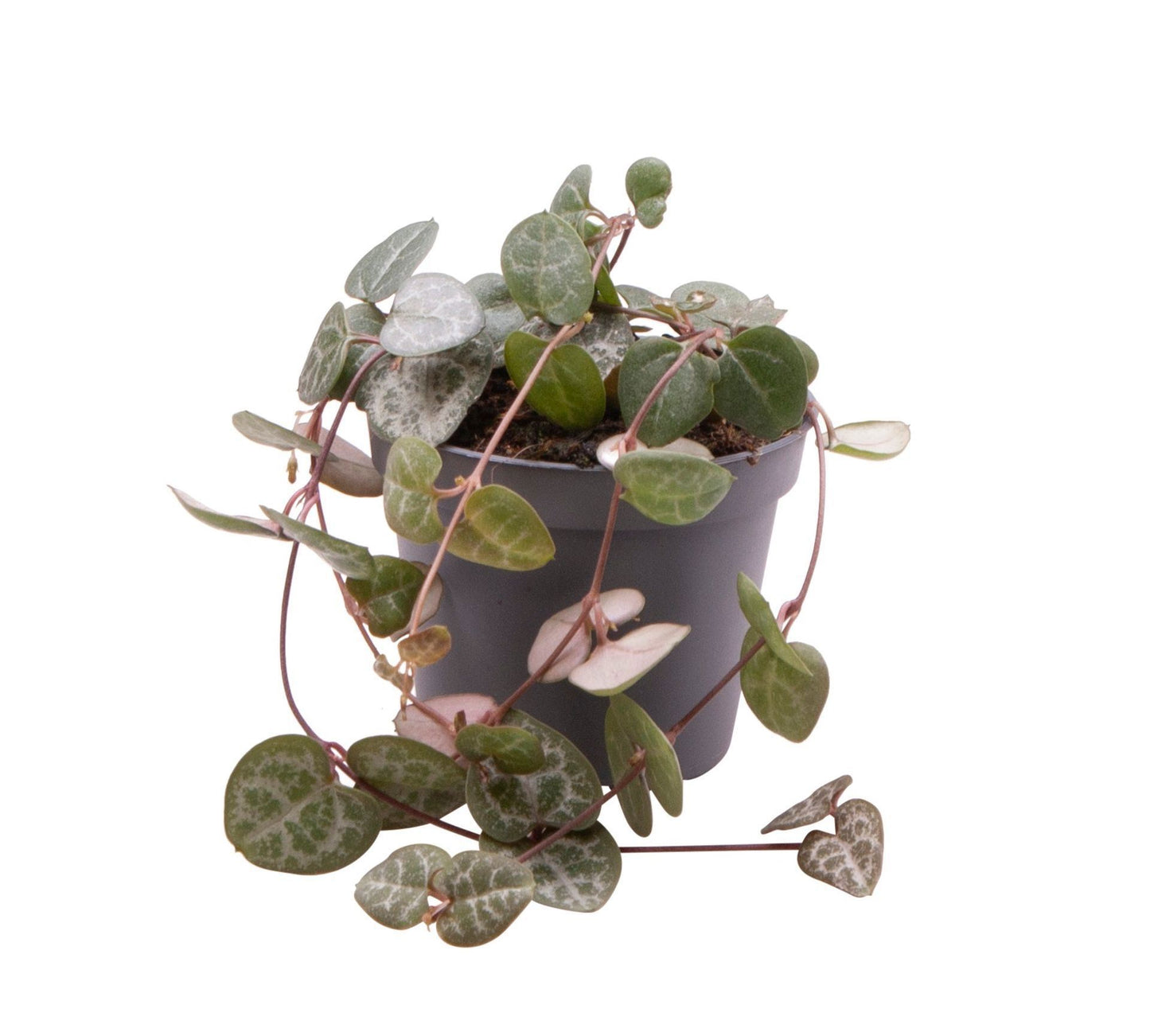 Ceropegia woodii (string of hearts) 6cm Pot