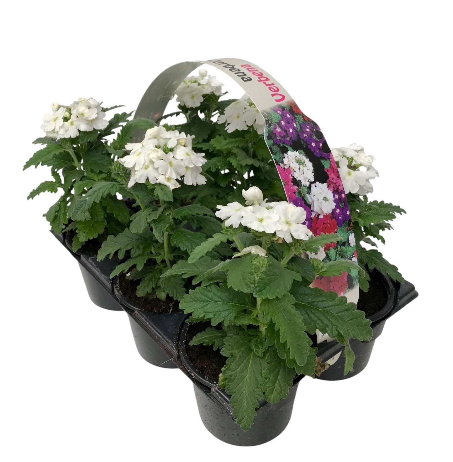 Verbena white 15cm 9cm Pot