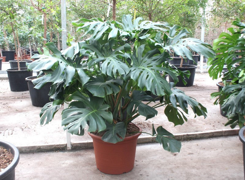 Monstera deliciosa 150cm 55cm Pot